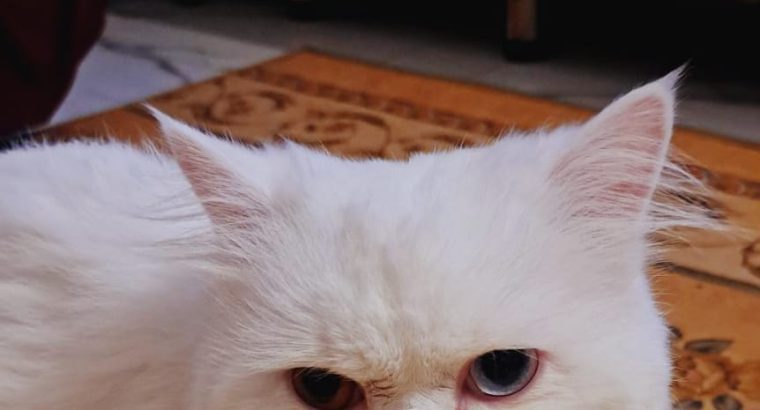 Adorable Male Persian Triple Coat Odd Eyes Cat