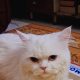 Adorable Male Persian Triple Coat Odd Eyes Cat