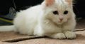 Persian Cat White color Triple Coat