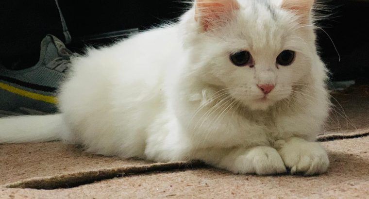 Persian Cat White color Triple Coat