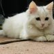 Persian Cat White color Triple Coat