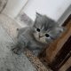 Persian kittens triple coat.