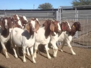 Imported Pure Breed Boer and sanaan goats for sale