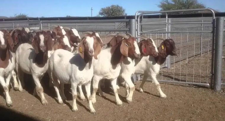 Imported Pure Breed Boer and sanaan goats for sale