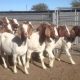 Imported Pure Breed Boer and sanaan goats for sale