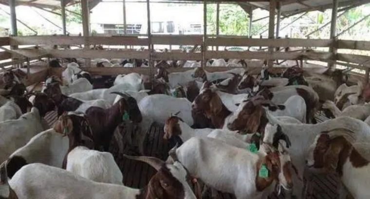 Imported Pure Breed Boer and sanaan goats for sale