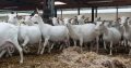 Imported Pure Breed Boer and sanaan goats for sale