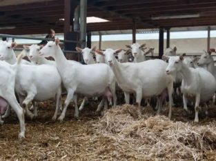 Imported Pure Breed Boer and sanaan goats for sale