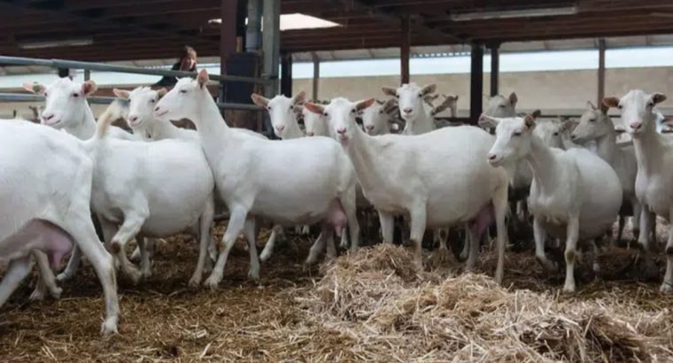 Imported Pure Breed Boer and sanaan goats for sale