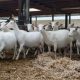 Imported Pure Breed Boer and sanaan goats for sale