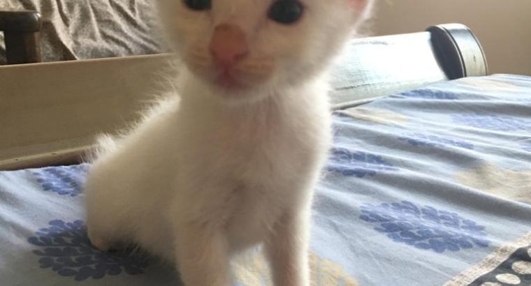 Persian double coat kittens