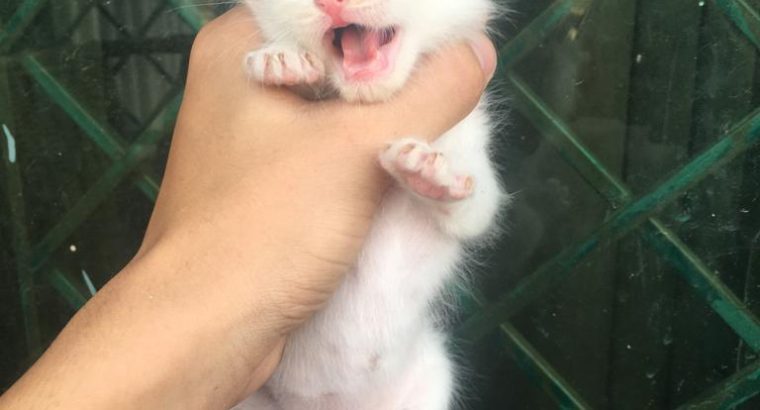 Persian double coat kittens