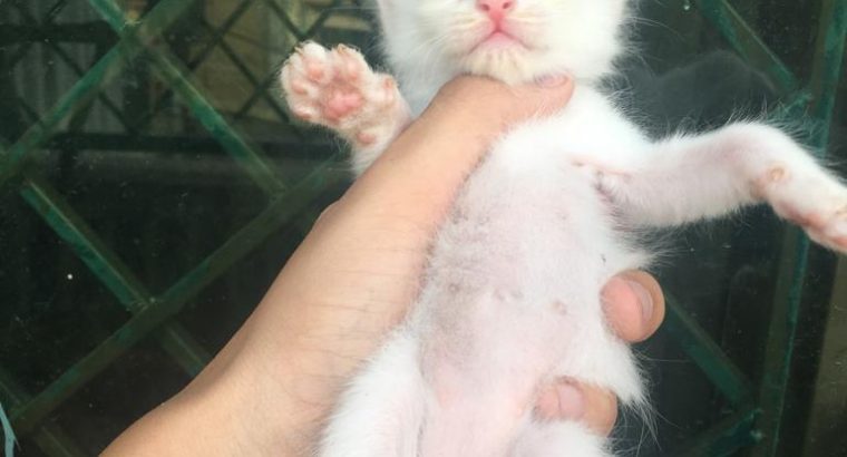 Persian double coat kittens