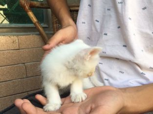 Persian double coat kittens