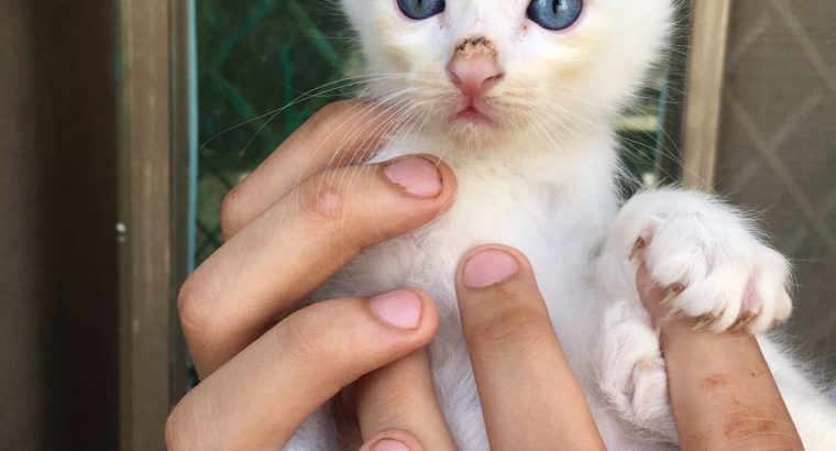 Persian double coat kittens