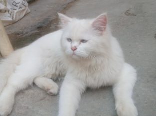 Persian Male Cat for sale in a lowest price