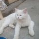 Persian Male Cat for sale in a lowest price