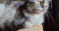 Ragdoll/persian adult female cat