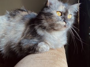 Ragdoll/persian adult female cat