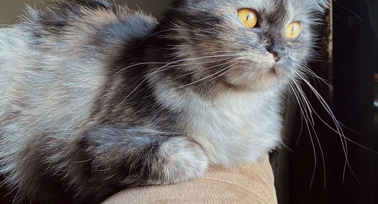 Ragdoll/persian adult female cat