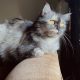 Ragdoll/persian adult female cat