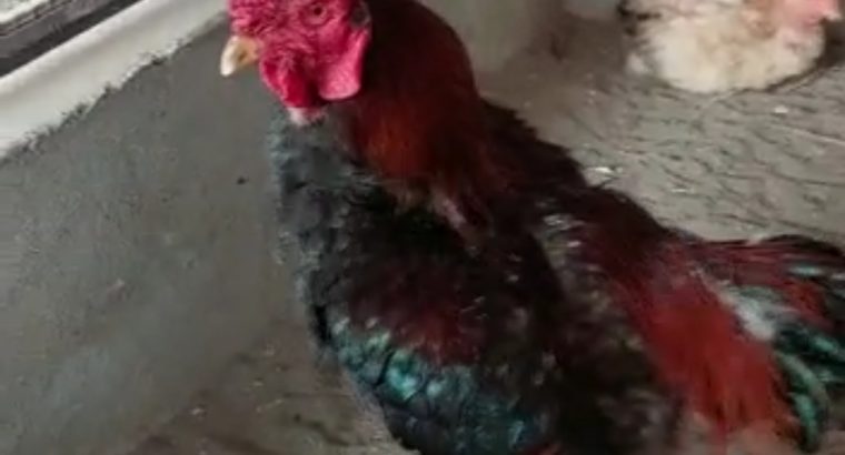 Dong Tao (Dragon Chicken) Hen