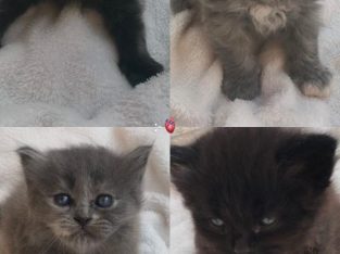 Persian double coat kittens