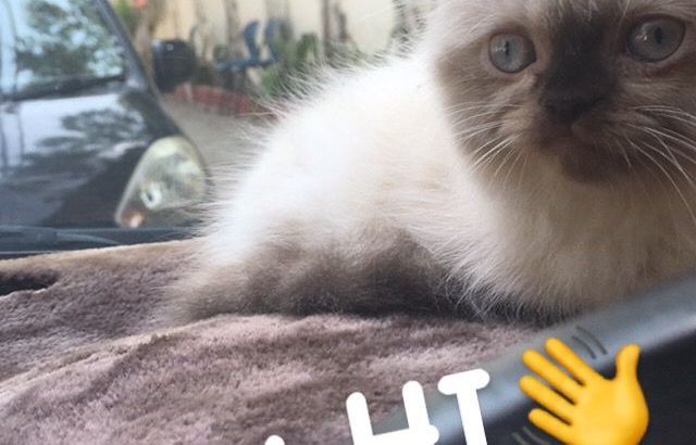 Ragdoll/himalayan/siamese kitten