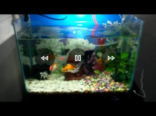 AQUARIUM 2’X1′ WITH FISHES