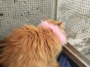 Pure persian long hairs cat