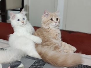 Cute Persian kitten Pair