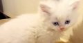 5 cute Persian kittens