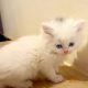 5 cute Persian kittens