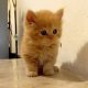 5 cute Persian kittens