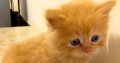 5 cute Persian kittens