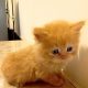 5 cute Persian kittens