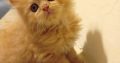 5 cute Persian kittens