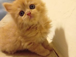 5 cute Persian kittens