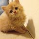 5 cute Persian kittens