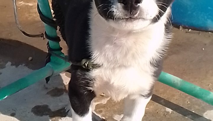 Border collie dog for sell