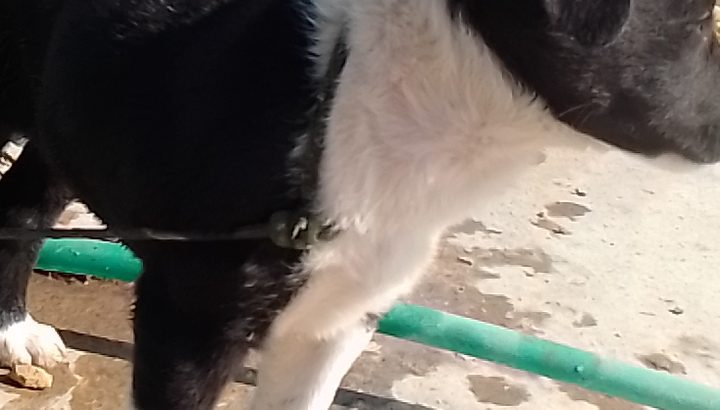 Border collie dog for sell