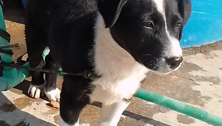 Border collie dog for sell