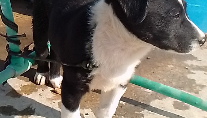 Border collie dog for sell