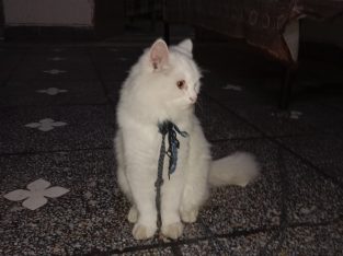 Persian beard cat for sale