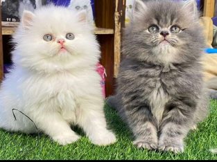 Persian Cats & Kittens