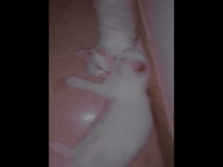 Persian kittens for sale