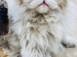 Triple Coat Persian Cat Male For Sale