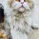 Triple Coat Persian Cat Male For Sale