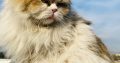 Triple Coat Persian Cat Male For Sale