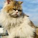 Triple Coat Persian Cat Male For Sale